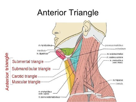 Anterior Triangle of the Neck