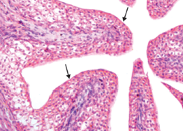 epithelium structure