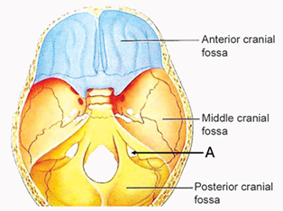 jugular foramen