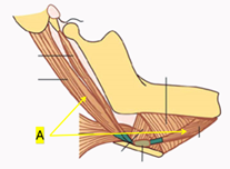 Facial nerve and mandibular nerve