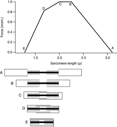 overlap between actin and myosin filaments