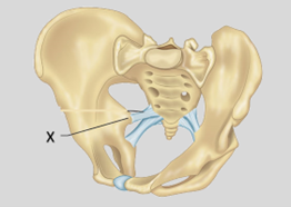 Tendon of obturator externus 
