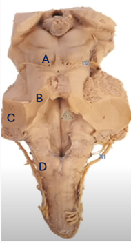 corresponding brain structure
