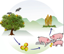 depicting fruit bats