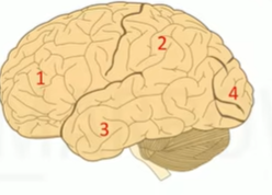 part of the cortex is responsible for scanning the visual field