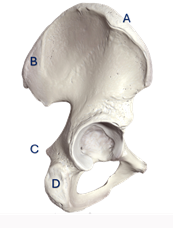 hip and knee extension 