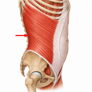 Inguinal ligament