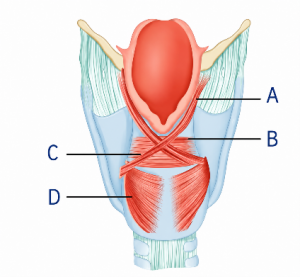 laryngeal intrinsic muscles