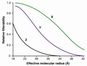 glomerular filterability vs. effective molecular radius