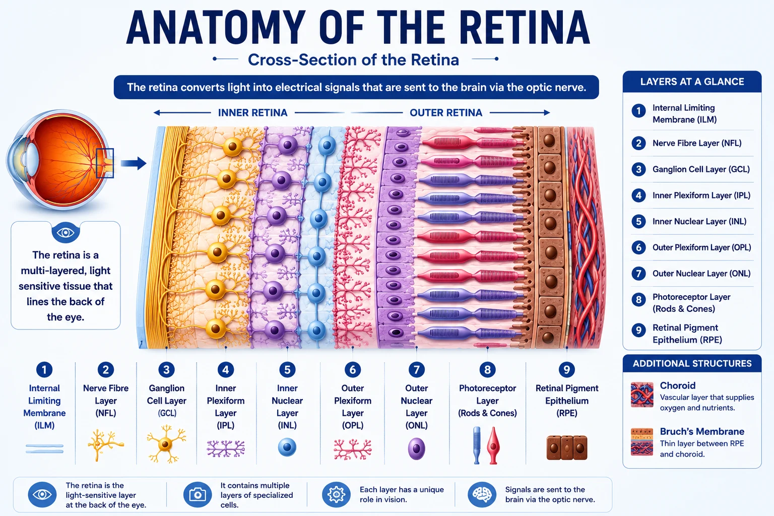 Anatomy of the retina cross-section showing retinal layers including ILM, NFL, GCL, IPL, INL, OPL, ONL, photoreceptors and retinal pigment epithelium for MD Ophthalmology residents.